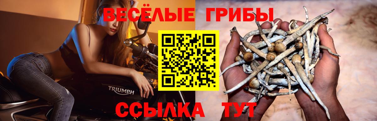 Можайск  Псилоцибиновые грибы Cubensis  Вход с VPN 
